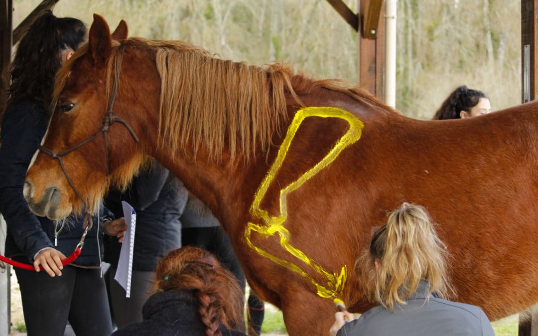 Cours-ISEMA-centre-équestre-peinture-chevaux-anatomie