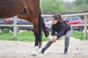 Isema-cours-ostéopathie-cheval-extension-membre-postérieur