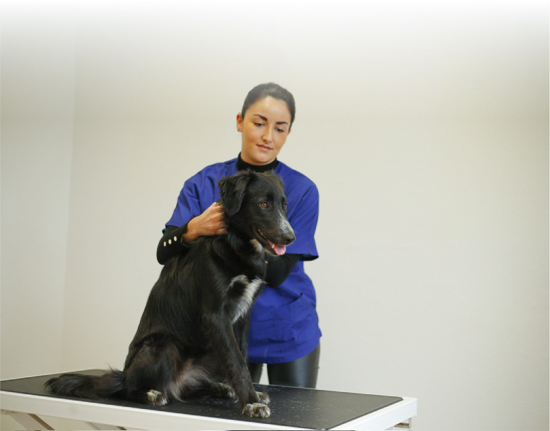 Osteopathie-chien-isema-bordeaux-2