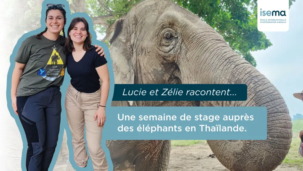 Lucie et Zélie nous racontent leur stage en Thaïlande auprès des éléphants