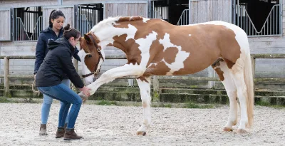 Deux étudiants de l'ISEMA réalisent une manipulation ostéopathique sur un cheval