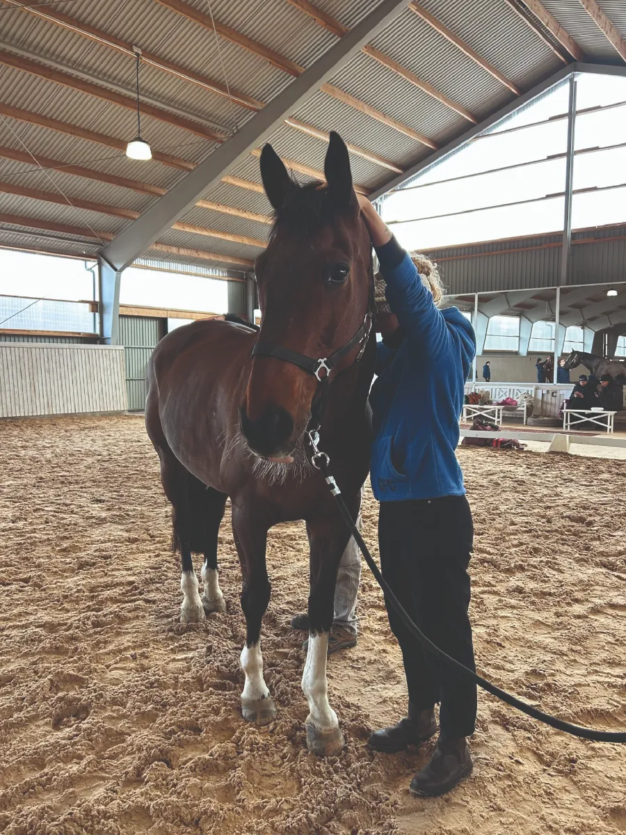 Etudiant pratique sur crâne cheval • Semaine stage suede osteopathie animale isema