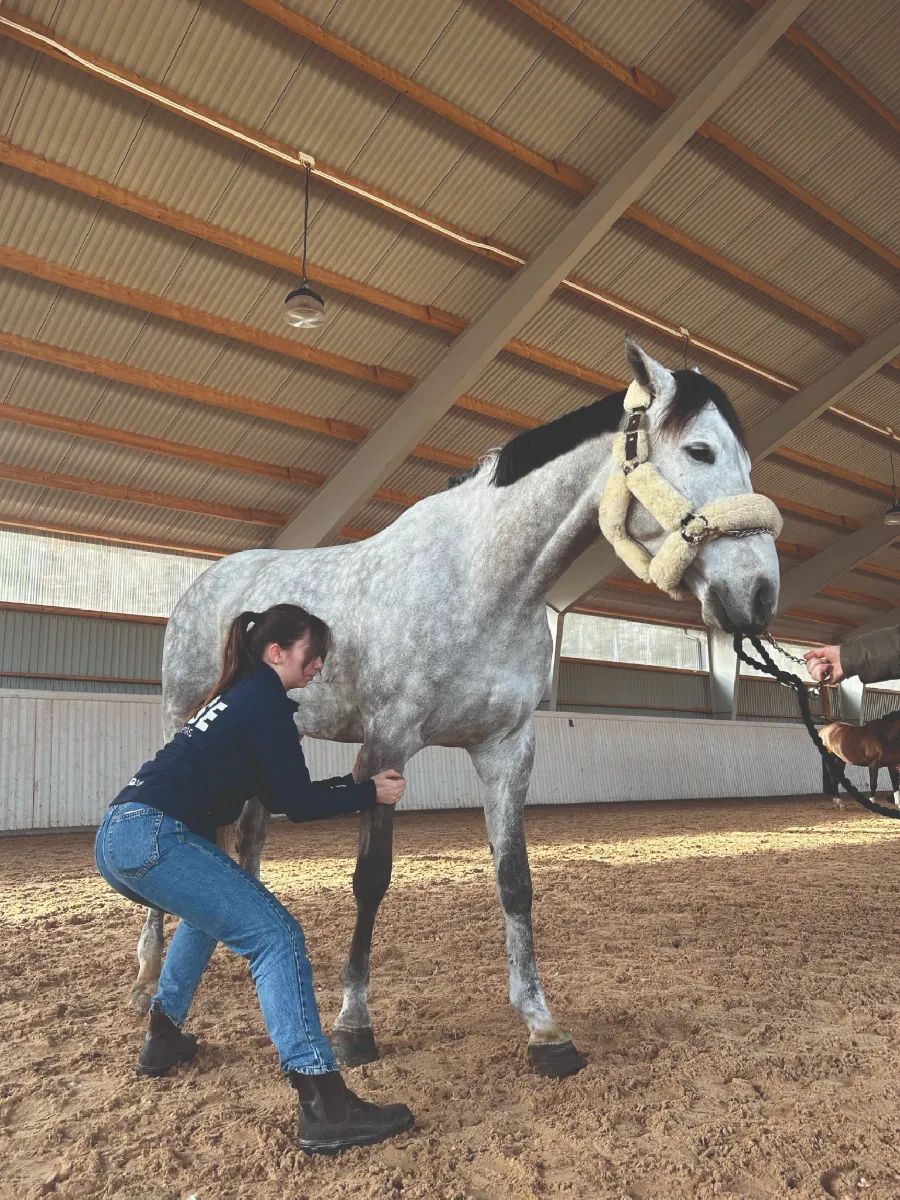 Etudiant pratique sur membre inferieur cheval • Semaine stage suede osteopathie animale isema