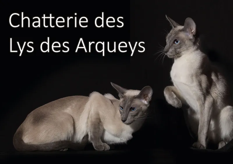 Chatterie-des-Lys-des-Arqueys