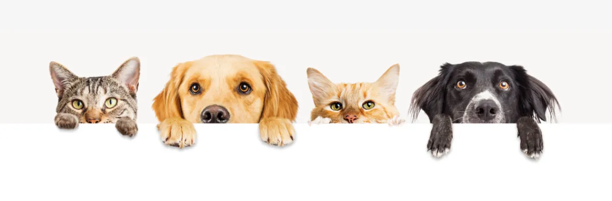 Chiens-et-chats