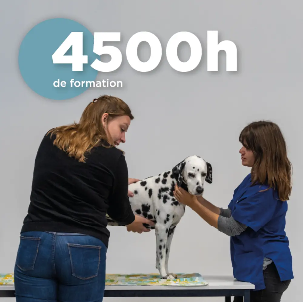 4500 heures de formation • ISEMA Bordeaux