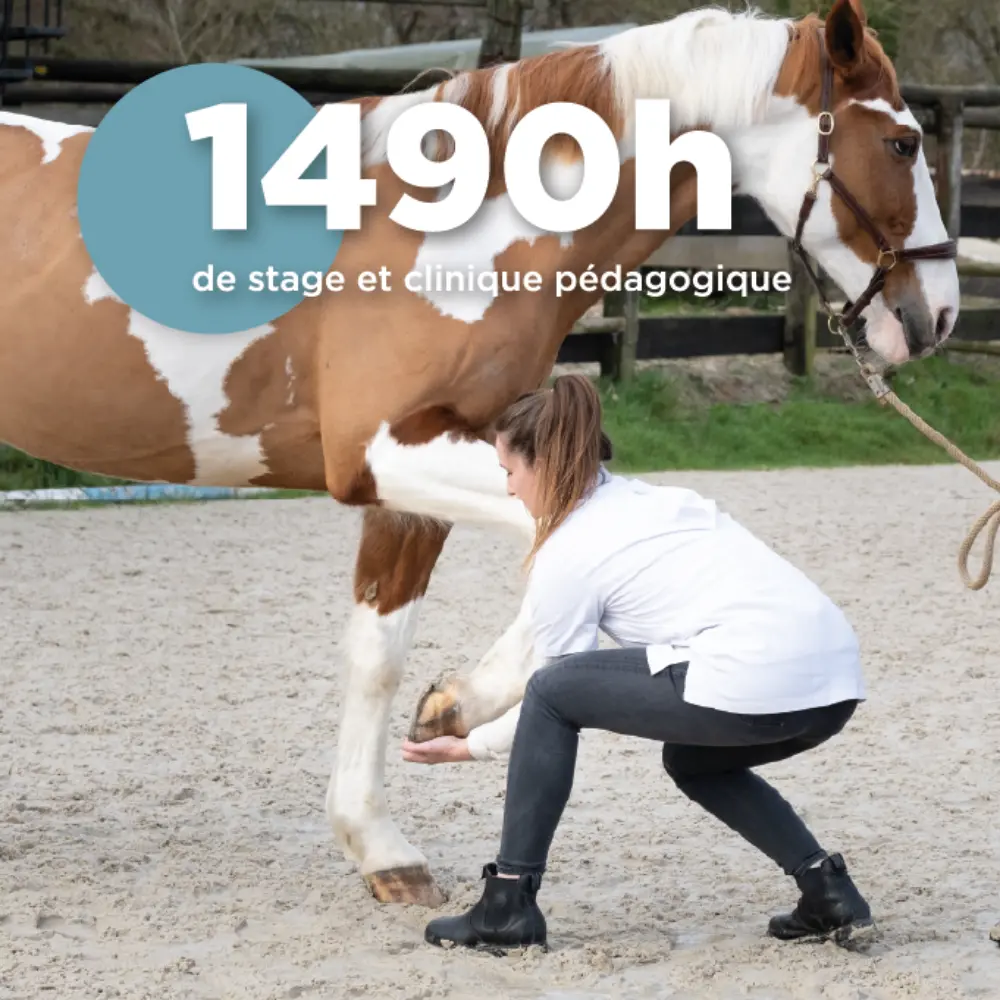 Pratique clinique • ISEMA Bordeaux