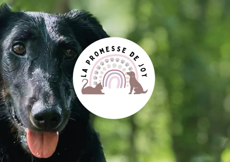 La-promesse-de-joy-isema-bordeaux La-promesse-de-joy-isema-bordeaux