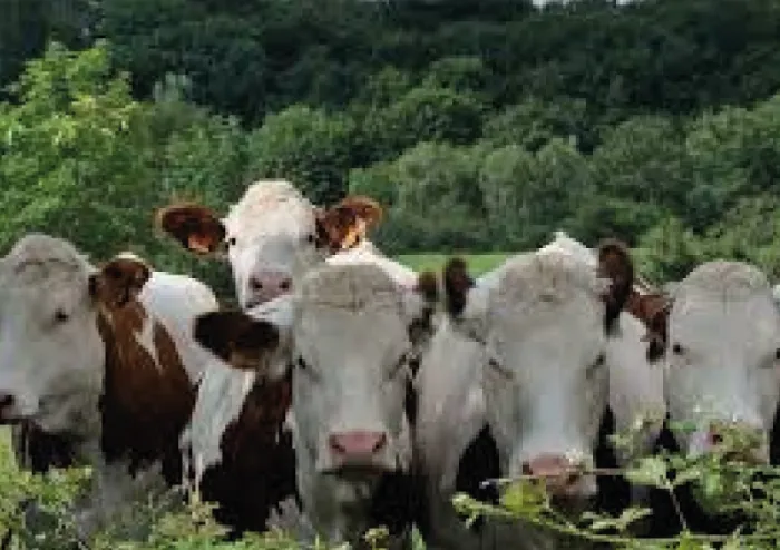 Vaches-earl brigade-animale-bénévole-partenaire-isema-bordeaux