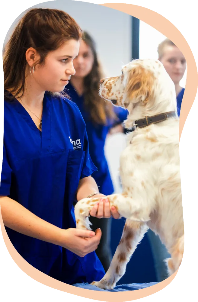 Cours ostéopathie animale sur chien • isema bordeaux
