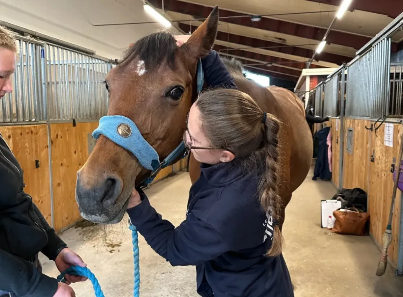 osteopathie sur cheval en suede 2026