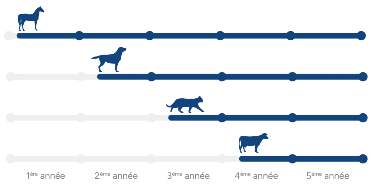 Apprentissage des animaux • isema bordeaux
