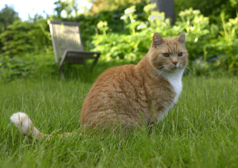 rebelle-chat-partenaire-isema-bordeaux